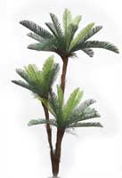Cycas Palm